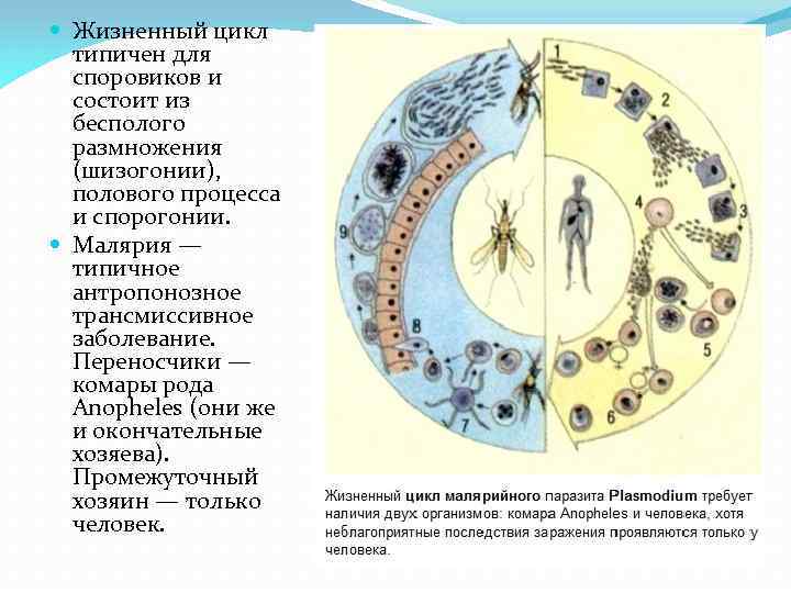  Жизненный цикл типичен для споровиков и состоит из бесполого размножения (шизогонии), полового процесса
