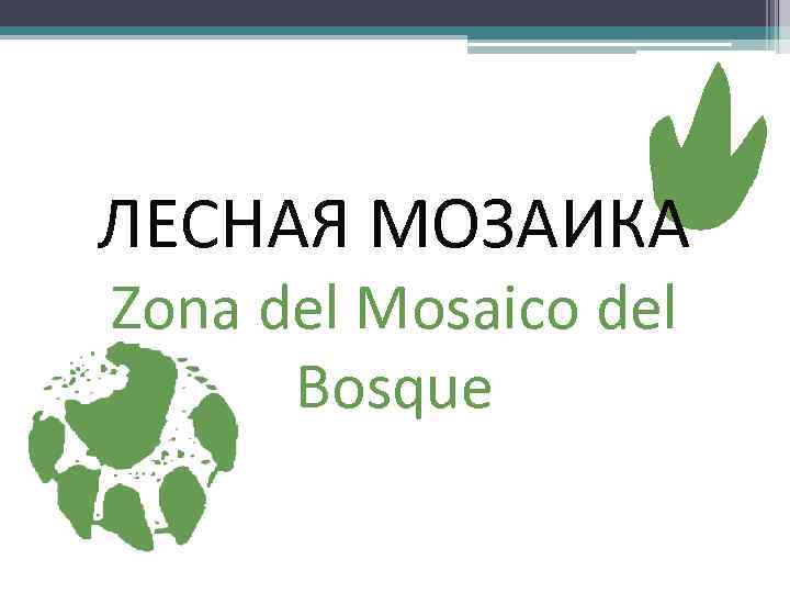 ЛЕСНАЯ МОЗАИКА Zona del Mosaico del Bosque 