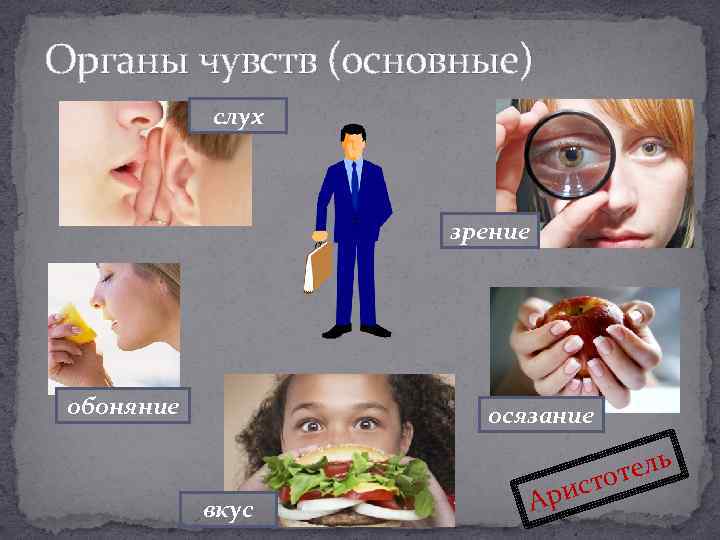 Органы зрения слуха осязания обоняния