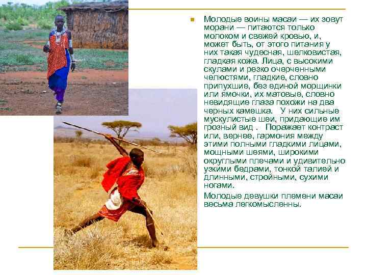 Масаи n n Молодые воины масаи — их зовут морани — питаются только молоком