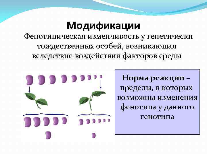 Примеры случайной изменчивости