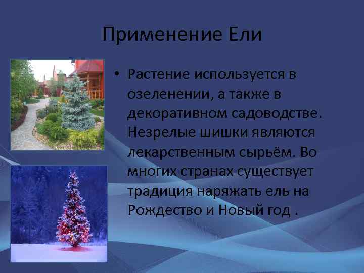 Применение Ели • Растение используется в озеленении, а также в декоративном садоводстве. Незрелые шишки