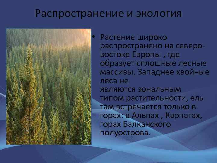 Распространение и экология • Растение широко распространено на северовостоке Европы , где образует сплошные