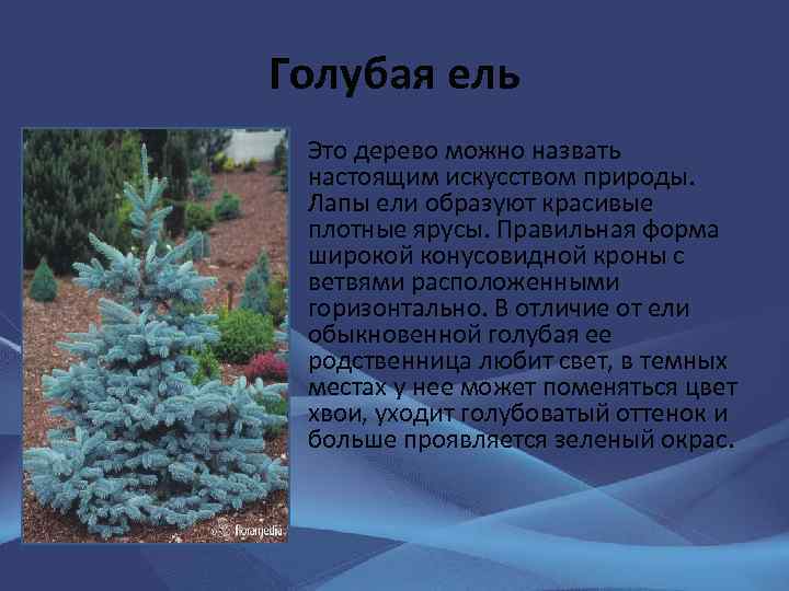 Голубая ель • Это дерево можно назвать настоящим искусством природы. Лапы ели образуют красивые