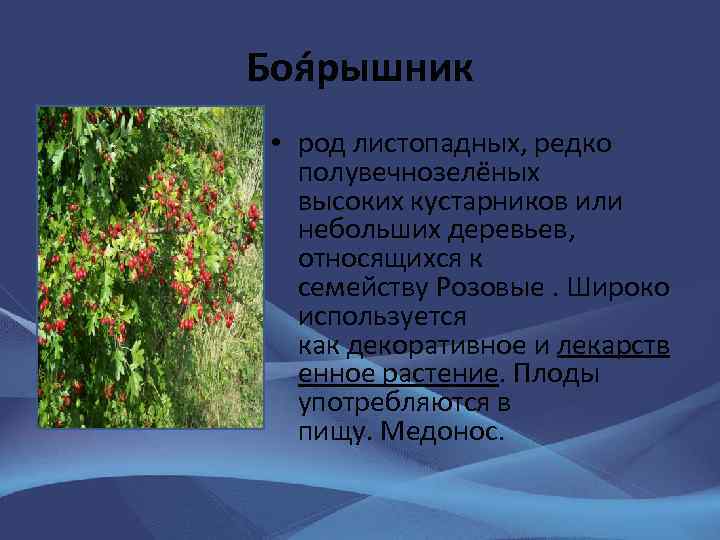 Боя рышник • род листопадных, редко полувечнозелёных высоких кустарников или небольших деревьев, относящихся к