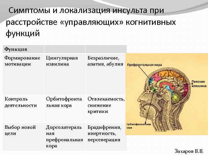 Симптомы и локализация инсульта при расстройстве «управляющих» когнитивных функций Функция Формирование мотивации Цингулярная извилина