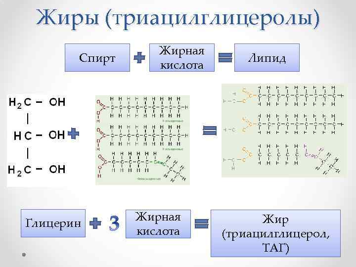 Жиры (триацилглицеролы) Спирт Глицерин Жирная кислота Липид Жир (триацилглицерол, ТАГ) 