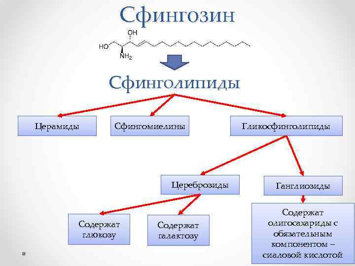 Сфингозин Сфинголипиды Церамиды Сфингомиелины Цереброзиды Содержат глюкозу Содержат галактозу Гликосфинголипиды Ганглиозиды Содержат олигосахариды с