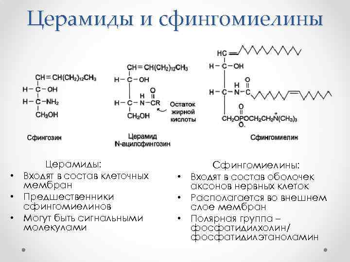 Церамиды и сфингомиелины Церамиды: • Входят в состав клеточных мембран • Предшественники сфингомиелинов •