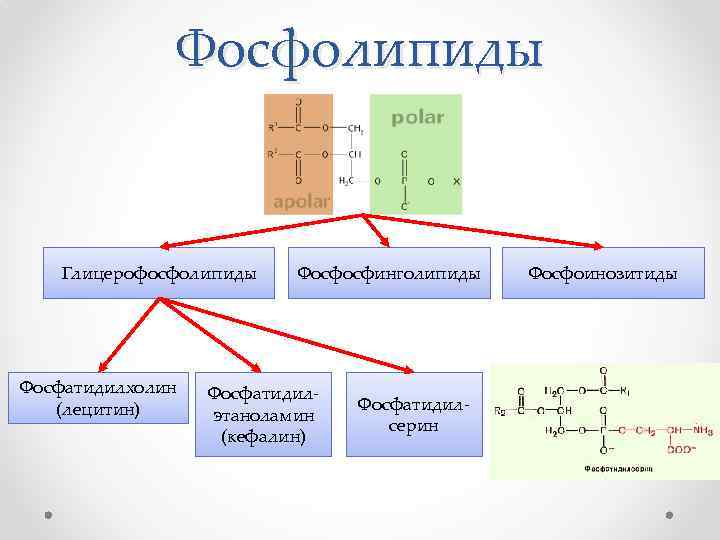 Фосфолипиды Глицерофосфолипиды Фосфатидилхолин (лецитин) Фосфосфинголипиды Фосфатидилэтаноламин (кефалин) Фосфатидилсерин Фосфоинозитиды 