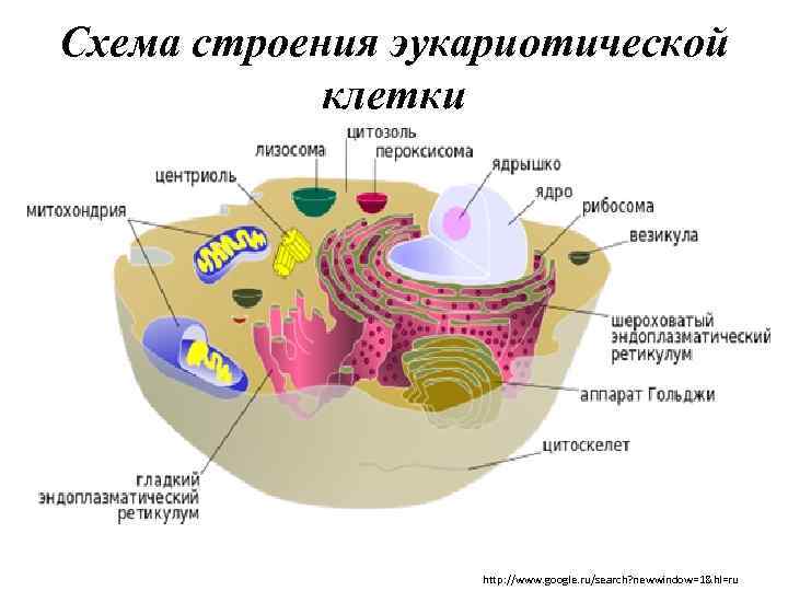 Схема строения эукариотической клетки http: //www. google. ru/search? newwindow=1&hl=ru 