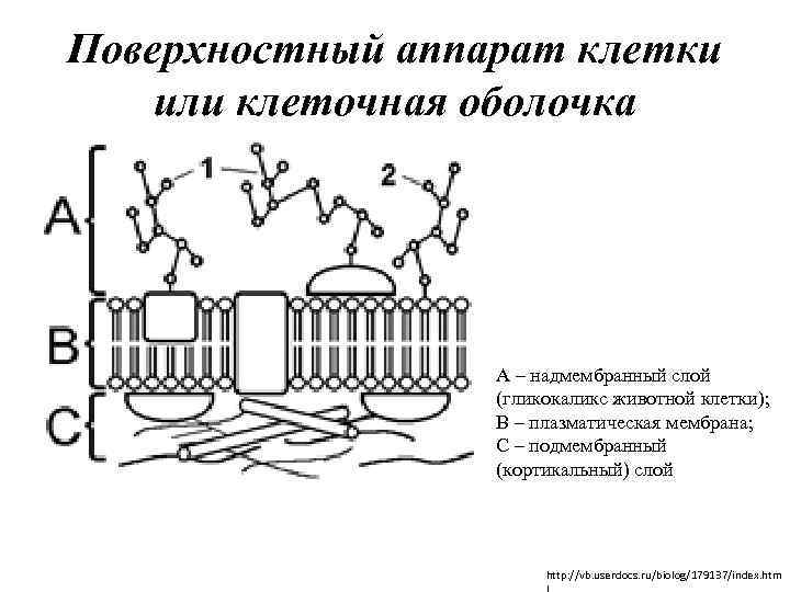 Поверхностный аппарат клетки или клеточная оболочка A – надмембранный слой (гликокаликс животной клетки); B