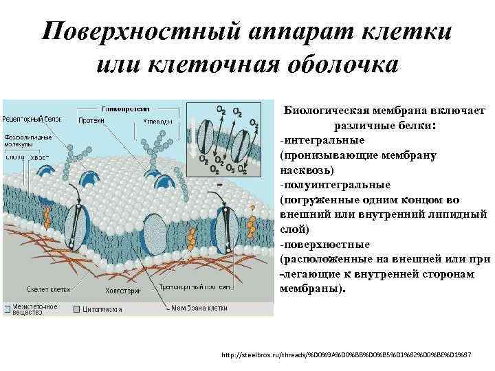 Поверхностный аппарат клетки или клеточная оболочка Биологическая мембрана включает различные белки: -интегральные (пронизывающие мембрану