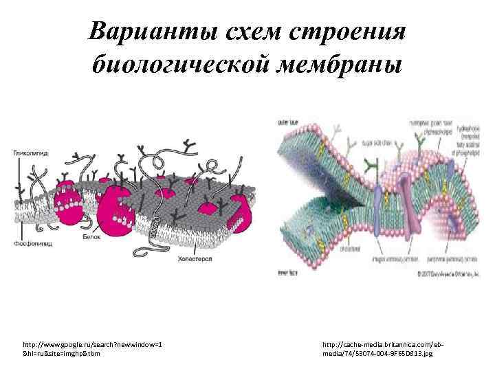 Варианты схем строения биологической мембраны http: //www. google. ru/search? newwindow=1 &hl=ru&site=imghp&tbm http: //cache-media. britannica.