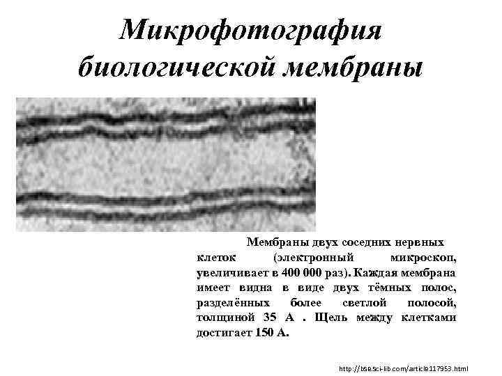 Микрофотография биологической мембраны Мембраны двух соседних нервных клеток (электронный микроскоп, увеличивает в 400 000