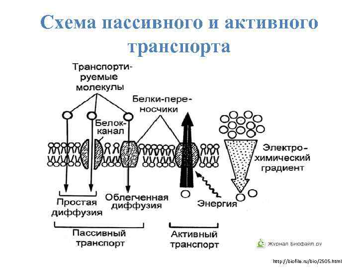 Схема пассивного и активного транспорта http: //biofile. ru/bio/2505. html 