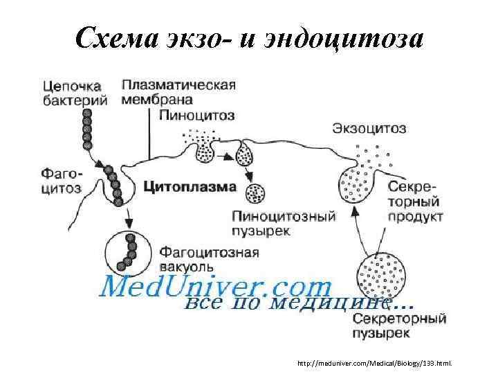 Схема экзо- и эндоцитоза http: //meduniver. com/Medical/Biology/133. html. 