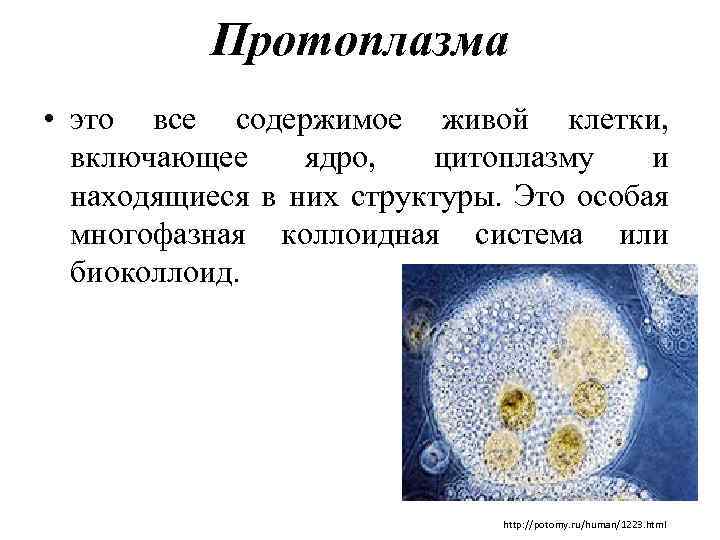 Протоплазма • это все содержимое живой клетки, включающее ядро, цитоплазму и находящиеся в них