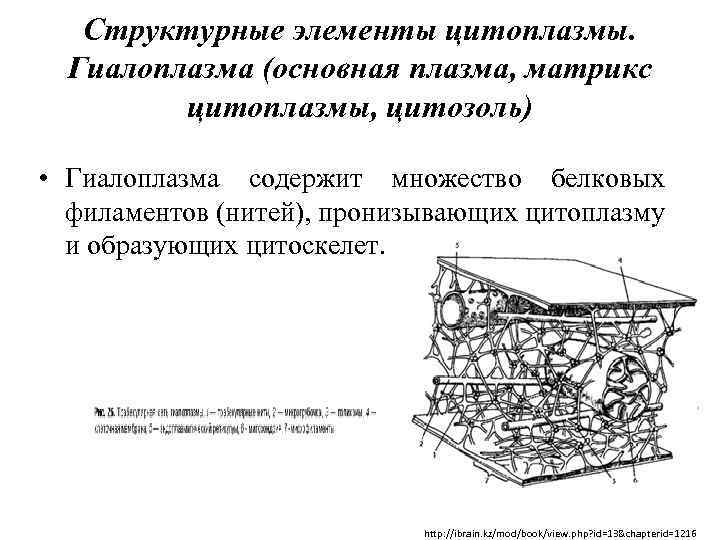 Структурные элементы цитоплазмы. Гиалоплазма (основная плазма, матрикс цитоплазмы, цитозоль) • Гиалоплазма содержит множество белковых