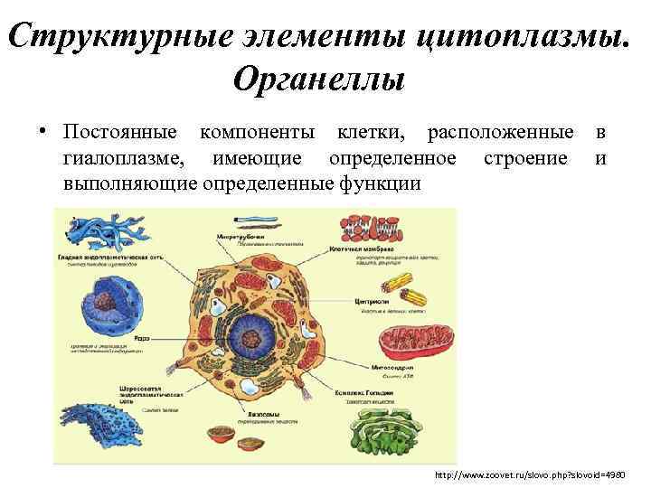 Структурные элементы цитоплазмы. Органеллы • Постоянные компоненты клетки, расположенные в гиалоплазме, имеющие определенное строение