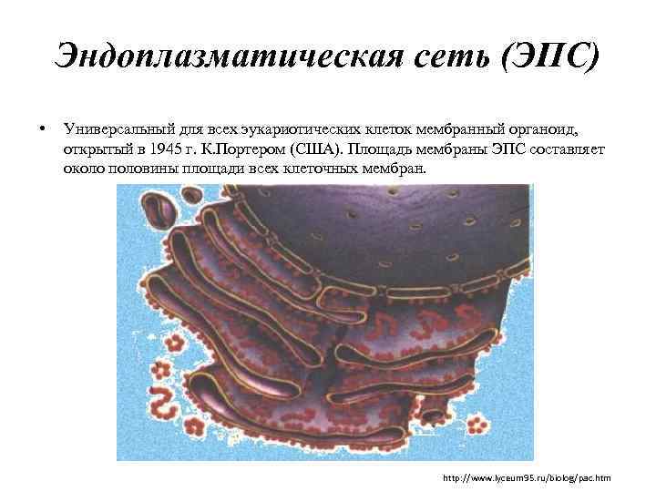 Эндоплазматическая сеть (ЭПС) • Универсальный для всех эукариотических клеток мембранный органоид, открытый в 1945