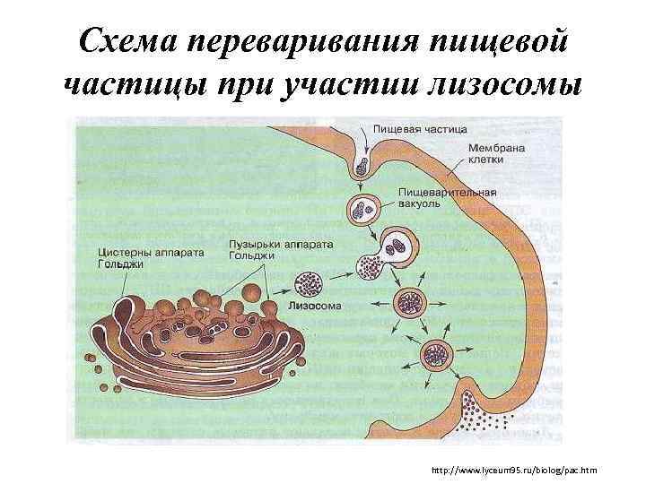 Схема переваривания пищевой частицы при участии лизосомы http: //www. lyceum 95. ru/biolog/pac. htm 