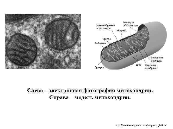 Слева – электронная фотография митохондрии. Справа – модель митохондрии. http: //www. safetymeds. com/longevity_26. html