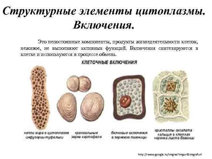 Структурные элементы цитоплазмы. Включения. Это непостоянные компоненты, продукты жизнедеятельности клеток, неживое, не выполняют активных