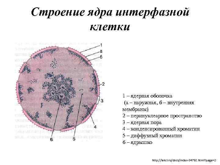 Строение ядра интерфазной клетки 1 – ядерная оболочка (а – наружная, б – внутренняя