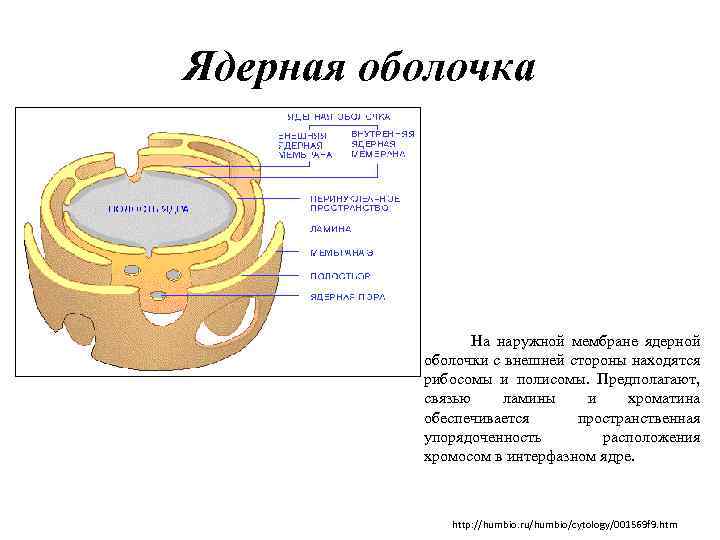 Ядерная оболочка На наружной мембране ядерной оболочки с внешней стороны находятся рибосомы и полисомы.