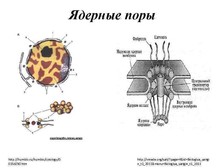 Ядерные поры http: //humbio. ru/humbio/cytology/0 015 d 290. htm http: //vmede. org/sait/? page=4&id=Biologiya_yarigi n_t