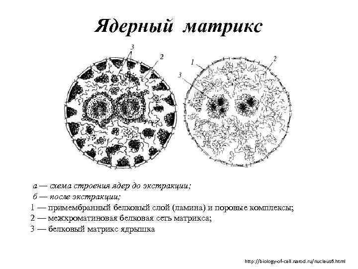 Ядерный матрикс а — схема строения ядер до экстракции; б — после экстракции; 1