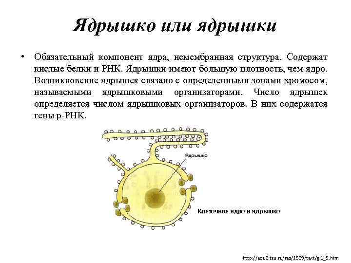 Ядрышко или ядрышки • Обязательный компонент ядра, немембранная структура. Содержат кислые белки и РНК.