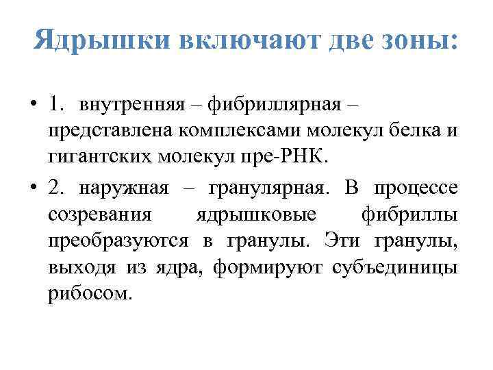 Ядрышки включают две зоны: • 1. внутренняя – фибриллярная – представлена комплексами молекул белка