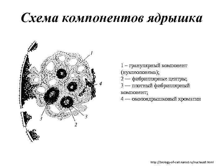 Схема компонентов ядрышка 1 – гранулярный компонент (нуклеолонема); 2 — фибриллярные центры; 3 —