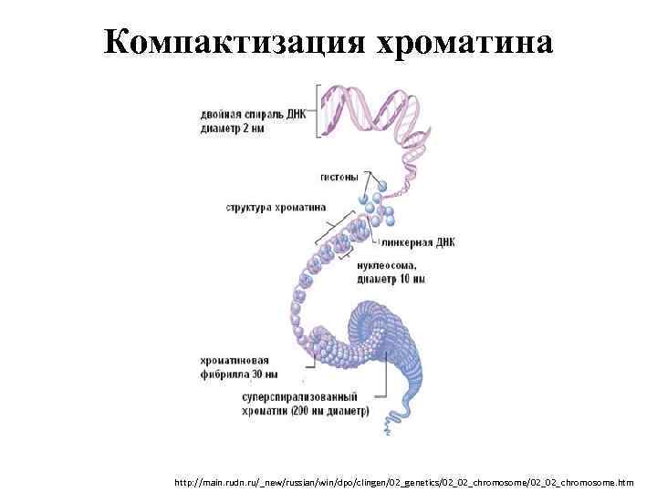 Компактизация хроматина http: //main. rudn. ru/_new/russian/win/dpo/clingen/02_genetics/02_02_chromosome. htm 