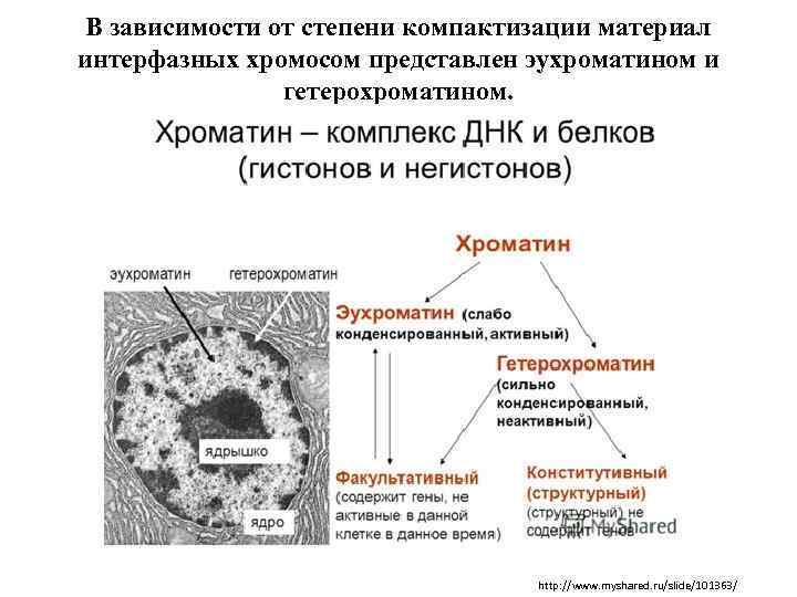 В зависимости от степени компактизации материал интерфазных хромосом представлен эухроматином и гетерохроматином. http: //www.