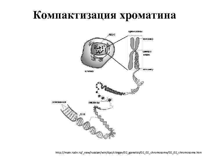 Компактизация хроматина http: //main. rudn. ru/_new/russian/win/dpo/clingen/02_genetics/02_02_chromosome. htm 