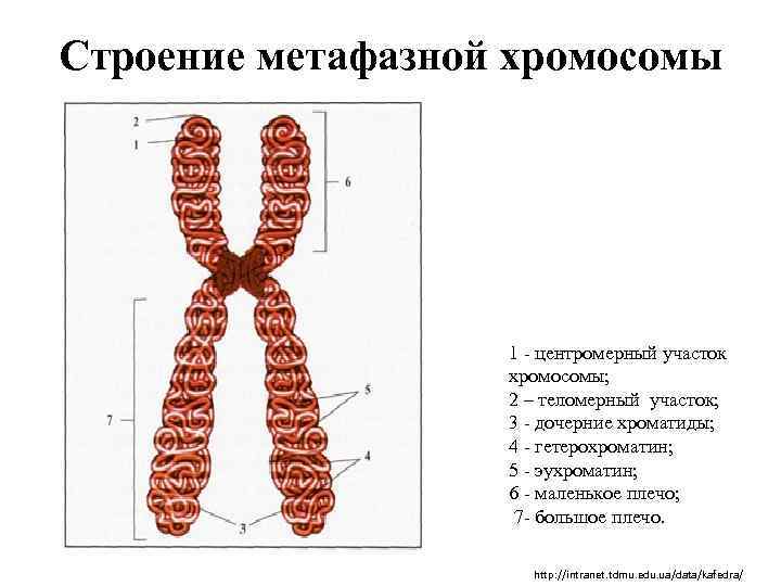 Строение метафазной хромосомы 1 - центромерный участок хромосомы; 2 – теломерный участок; 3 -