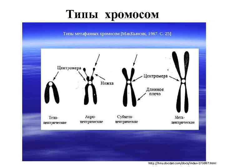 Типы хромосом http: //hnu. docdat. com/docs/index-173867. html 