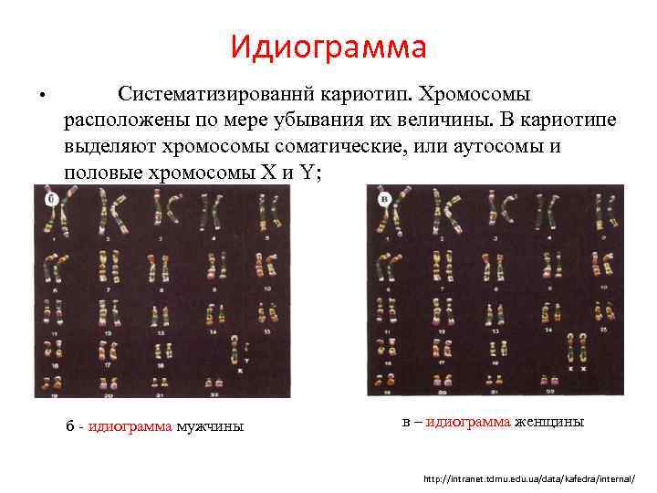 Идиограмма • Систематизированнй кариотип. Хромосомы расположены по мере убывания их величины. В кариотипе выделяют