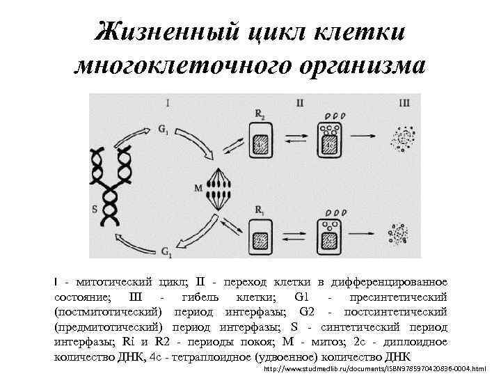 Жизненный цикл клетки многоклеточного организма I - митотический цикл; II - переход клетки в