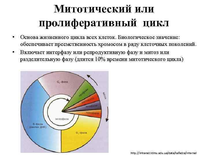 Митотический или пролиферативный цикл • Основа жизненного цикла всех клеток. Биологическое значение: обеспечивает преемственность