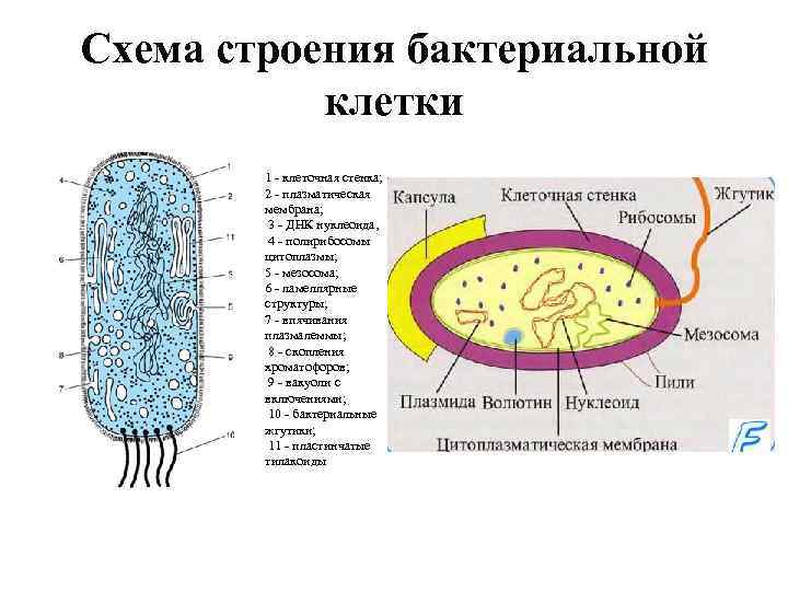 Схема строения бактериальной клетки 1 - клеточная стенка; 2 - плазматическая мембрана; 3 -