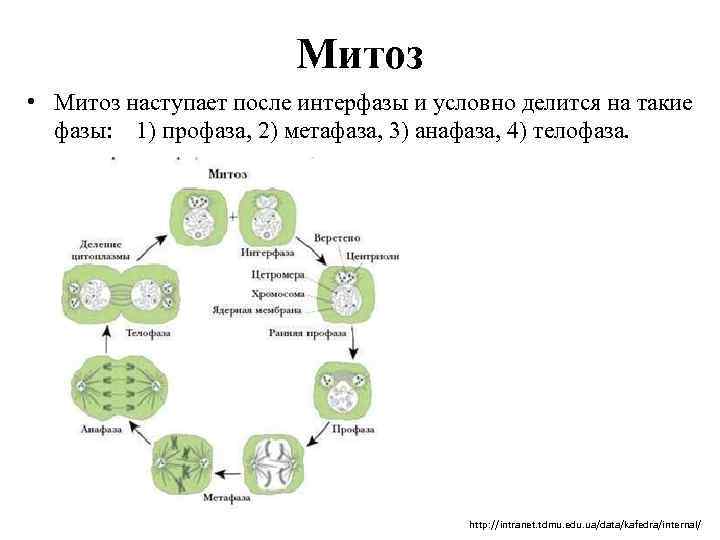 Митоз • Митоз наступает после интерфазы и условно делится на такие фазы: 1) профаза,