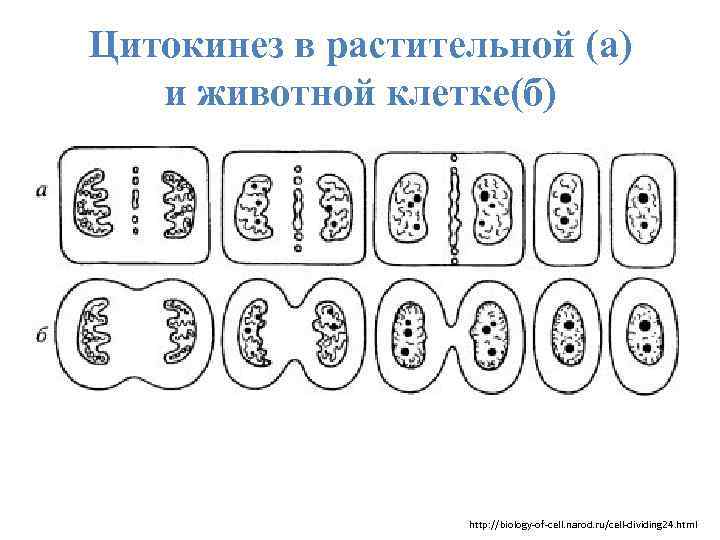 Цитокинез в растительной (а) и животной клетке(б) http: //biology-of-cell. narod. ru/cell-dividing 24. html 