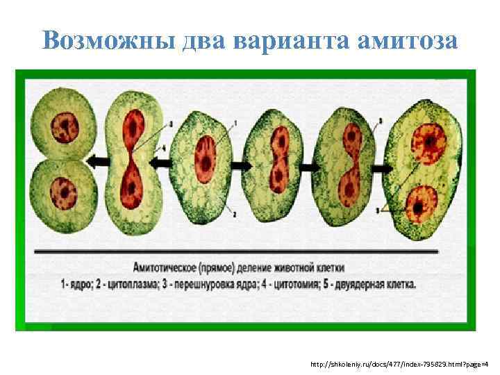 Возможны два варианта амитоза http: //shkoleniy. ru/docs/477/index-795829. html? page=4 