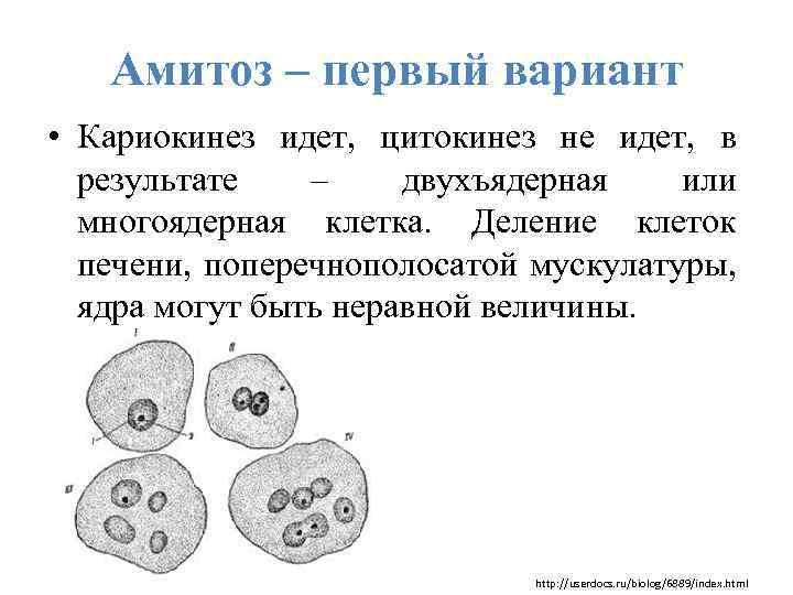 Амитоз – первый вариант • Кариокинез идет, цитокинез не идет, в результате – двухъядерная