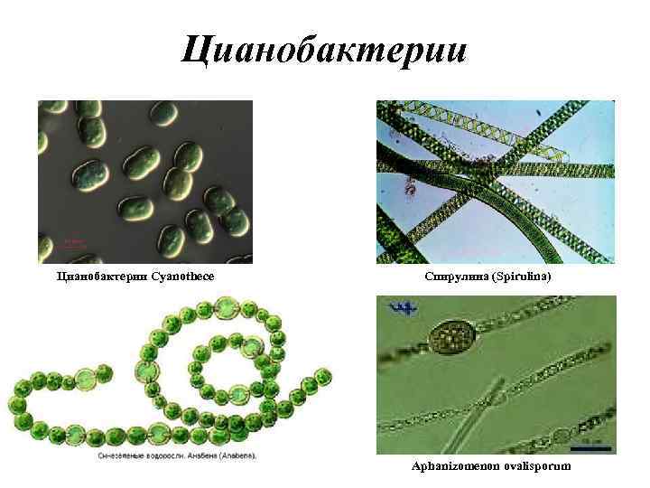 Цианобактерии Cyanothece Спирулина (Spirulina) Aphanizomenon ovalisporum 