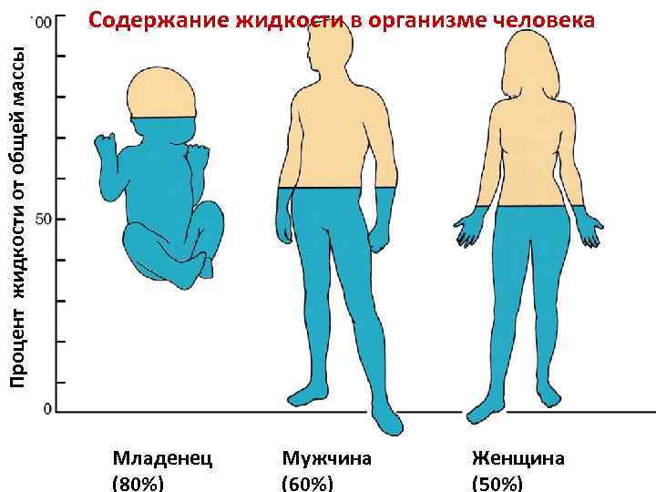 Процент жидкости от общей массы Содержание жидкости в организме человека Младенец (80%) Мужчина (60%)